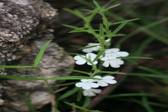 Striga densiflora